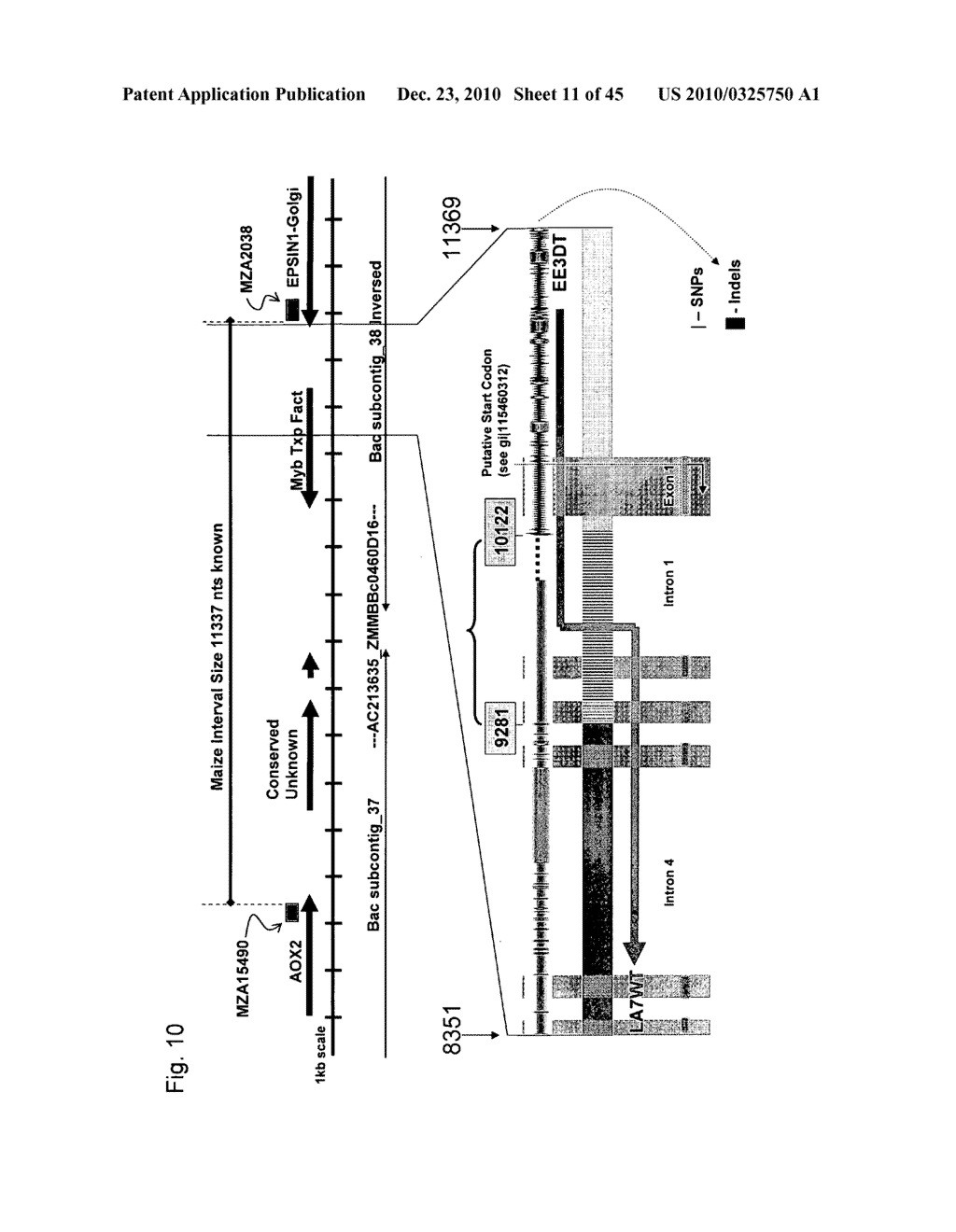 Major QTLS Conferring Resistance Of Corn To Fijivirus - diagram, schematic, and image 12