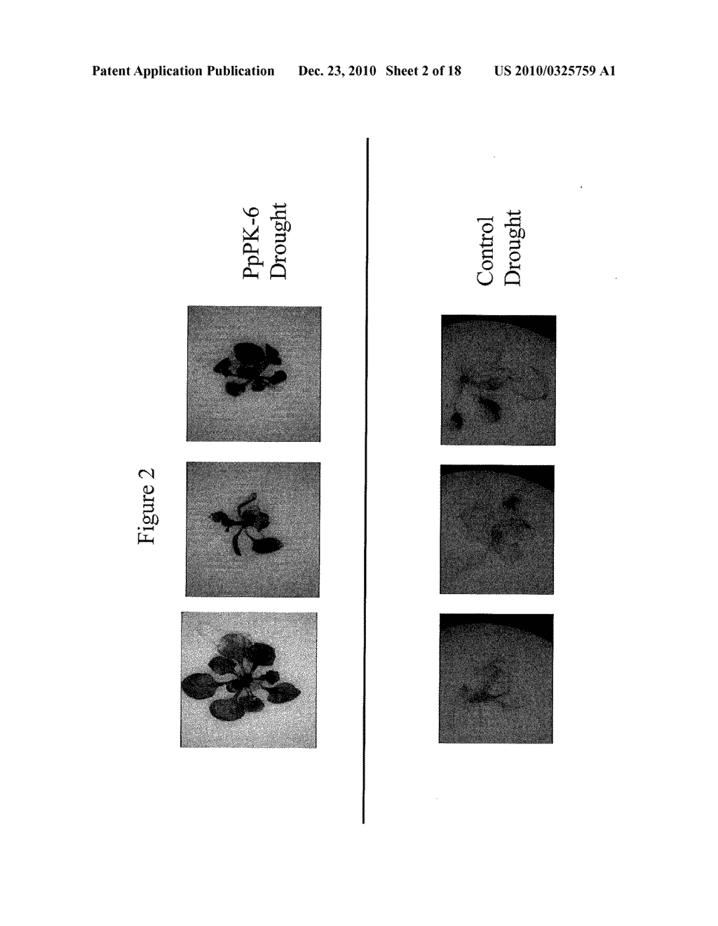 Protein Kinase Stress-Related Proteins and Methods of Use in Plants - diagram, schematic, and image 03