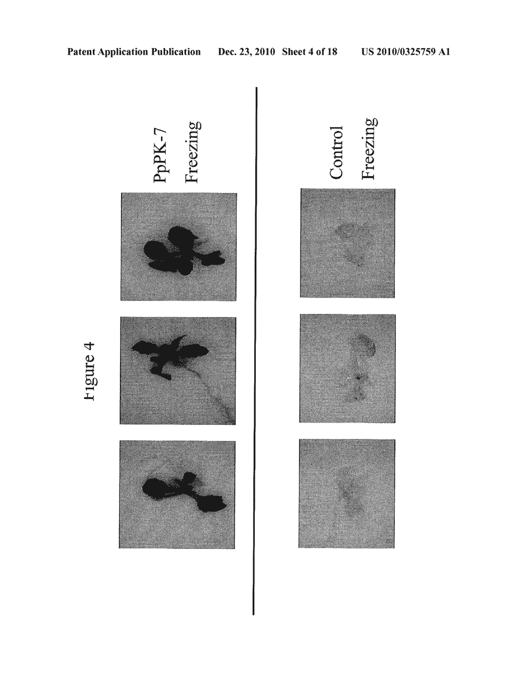 Protein Kinase Stress-Related Proteins and Methods of Use in Plants - diagram, schematic, and image 05