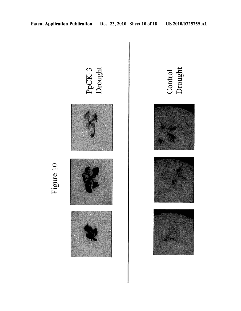 Protein Kinase Stress-Related Proteins and Methods of Use in Plants - diagram, schematic, and image 11