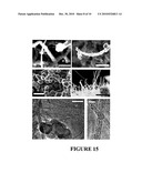 Microwave Induced Functionalization of Single Wall Carbon Nanotubes and Composites Prepared Therefrom diagram and image