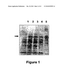 COMPOSITIONS CONTAINING LACTOFERRIN, AND METHODS OF USING SAME TO PROMOTE GROWTH OF SKIN CELLS diagram and image