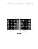 COMPOSITIONS CONTAINING LACTOFERRIN, AND METHODS OF USING SAME TO PROMOTE GROWTH OF SKIN CELLS diagram and image