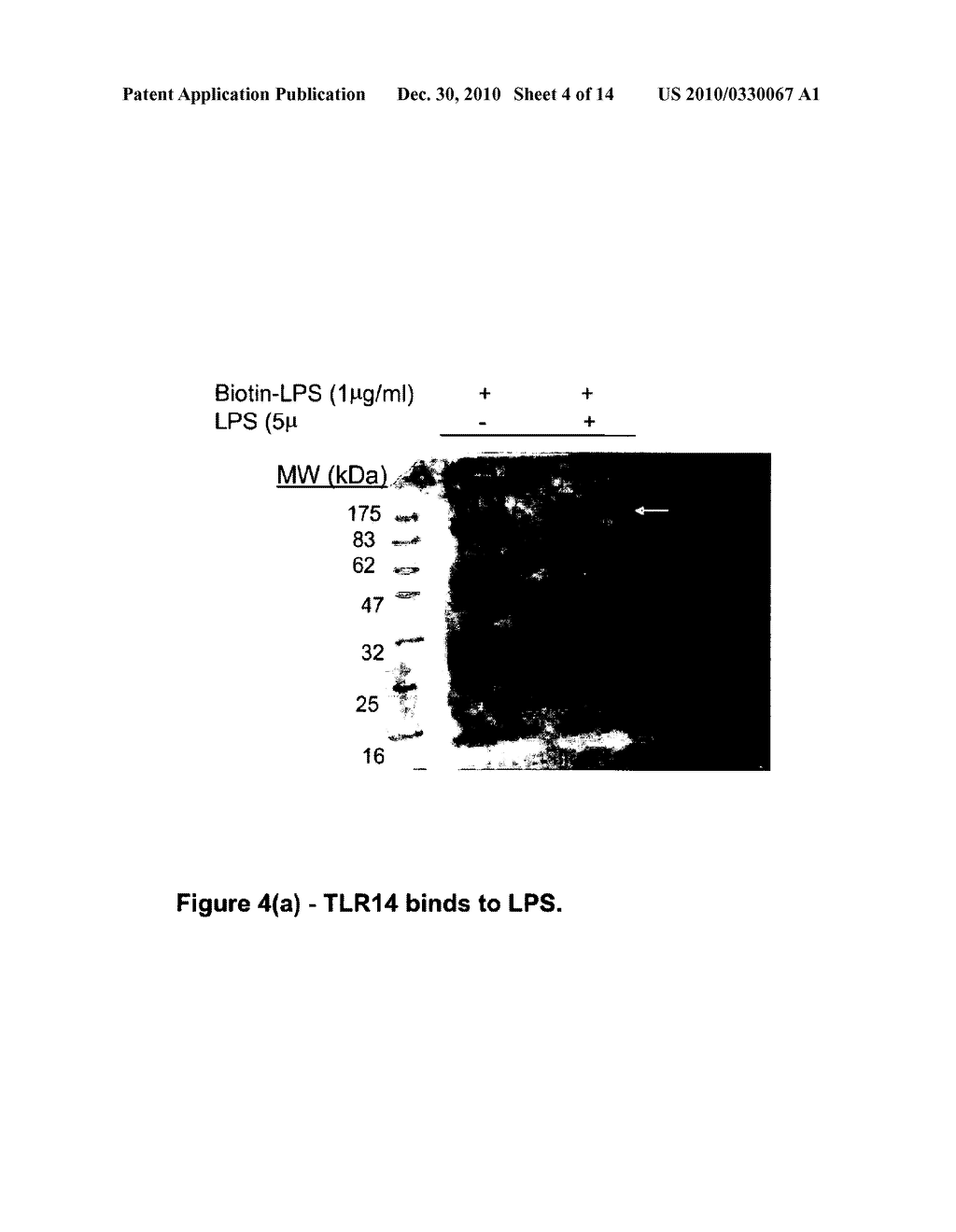 Compounds and Methods for the Modulation of Toll-Like Receptor Function - diagram, schematic, and image 05