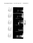 METHODS AND COMPOSITONS FOR ANTISENSE VEGF OLIGONUCLEOTIDES diagram and image