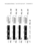 METHODS AND COMPOSITONS FOR ANTISENSE VEGF OLIGONUCLEOTIDES diagram and image