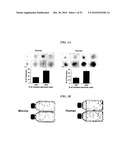 Tendon Stem Cells diagram and image