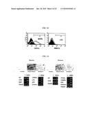 Tendon Stem Cells diagram and image