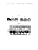 Tendon Stem Cells diagram and image