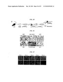 Tendon Stem Cells diagram and image