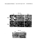 Tendon Stem Cells diagram and image