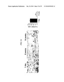 Tendon Stem Cells diagram and image