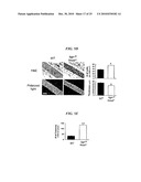 Tendon Stem Cells diagram and image