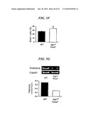 Tendon Stem Cells diagram and image