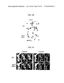 Tendon Stem Cells diagram and image