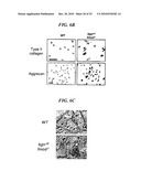 Tendon Stem Cells diagram and image