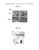 Tendon Stem Cells diagram and image