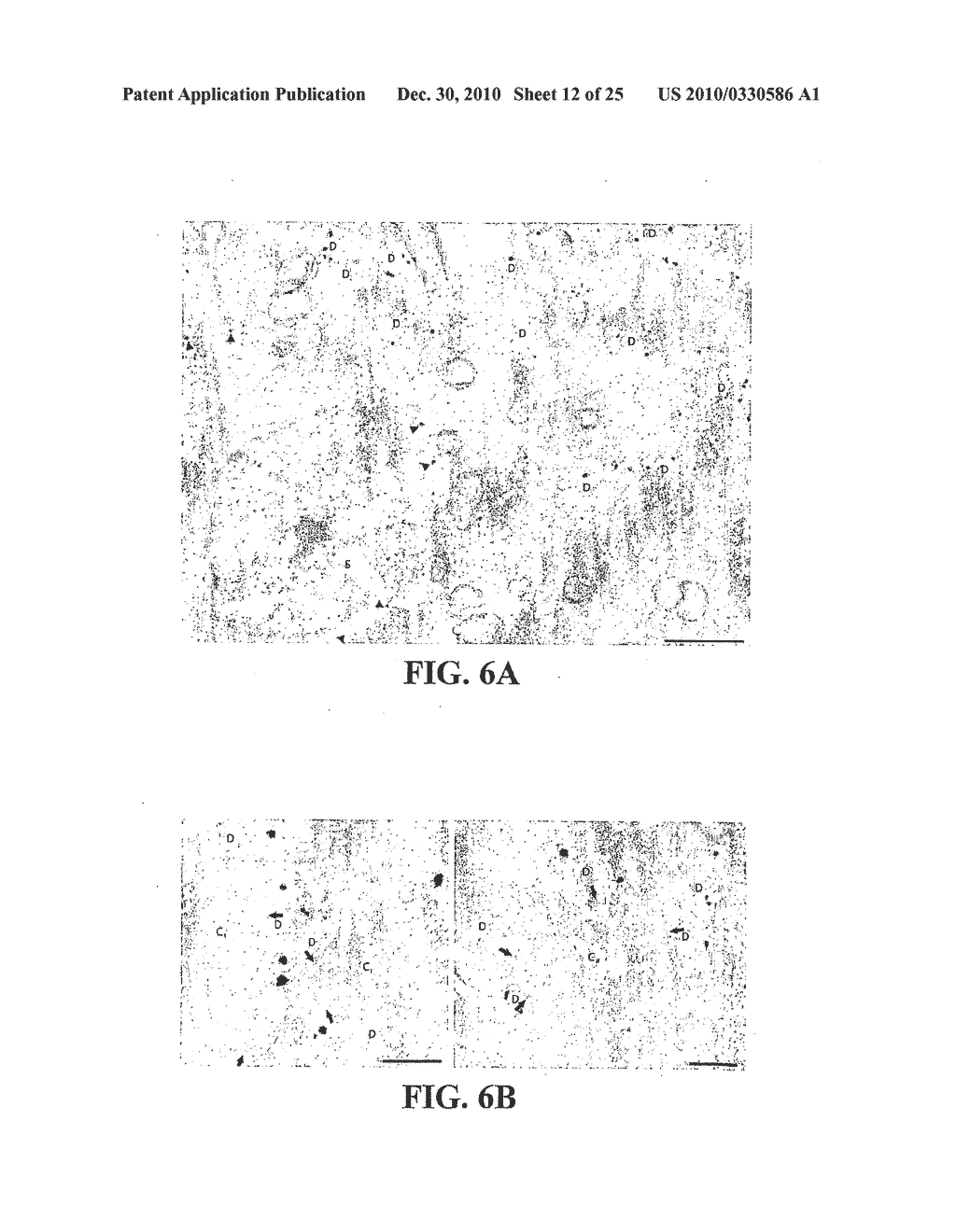 METHOD FOR IDENTIFYING COMPOUNDS FOR TREATMENT OF PAIN - diagram, schematic, and image 13