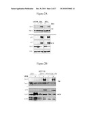 Use of Soluble Galectin-3 (Gal-3) for Cancer Treatment diagram and image