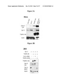 Use of Soluble Galectin-3 (Gal-3) for Cancer Treatment diagram and image