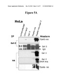 Use of Soluble Galectin-3 (Gal-3) for Cancer Treatment diagram and image