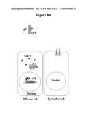 Use of Soluble Galectin-3 (Gal-3) for Cancer Treatment diagram and image