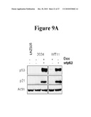 Use of Soluble Galectin-3 (Gal-3) for Cancer Treatment diagram and image