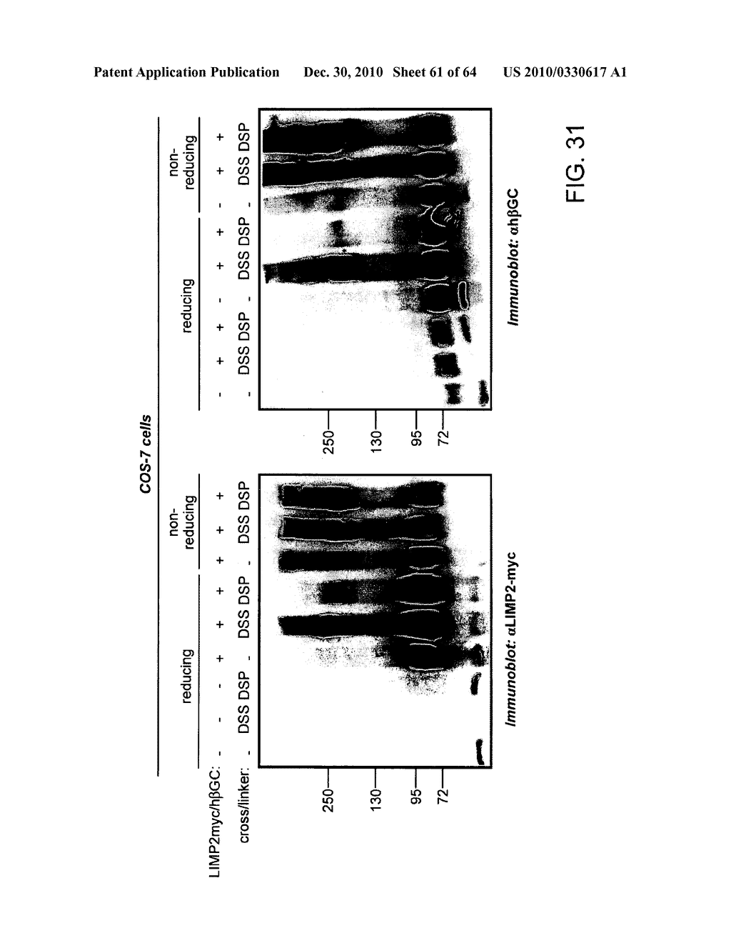 Methods of Producing a Secreted Protein - diagram, schematic, and image 62