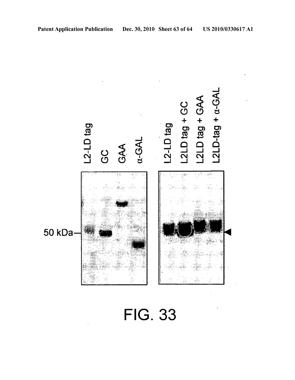 Methods of Producing a Secreted Protein - diagram, schematic, and image 64