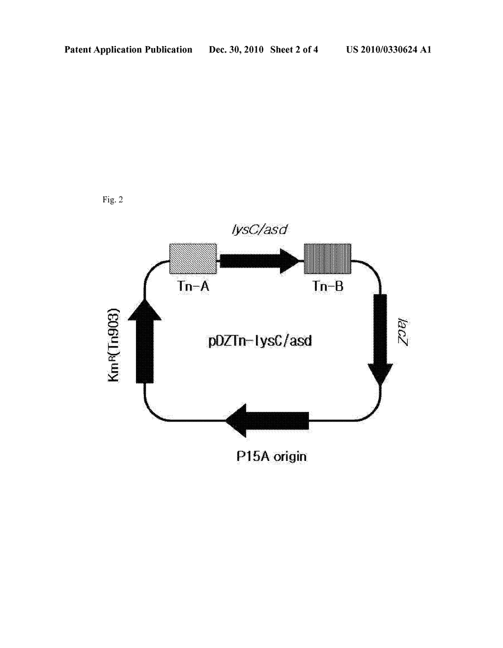 Vector for transformation using transposons, microorganisms transformed by the vector, and method for producing L-lysine using the same - diagram, schematic, and image 03