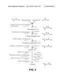 MICROORGANISMS FOR THE PRODUCTION OF ADIPIC ACID AND OTHER COMPOUNDS diagram and image