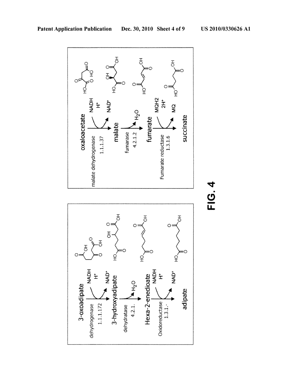 MICROORGANISMS FOR THE PRODUCTION OF ADIPIC ACID AND OTHER COMPOUNDS - diagram, schematic, and image 05