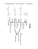 MICROORGANISMS FOR THE PRODUCTION OF ADIPIC ACID AND OTHER COMPOUNDS diagram and image