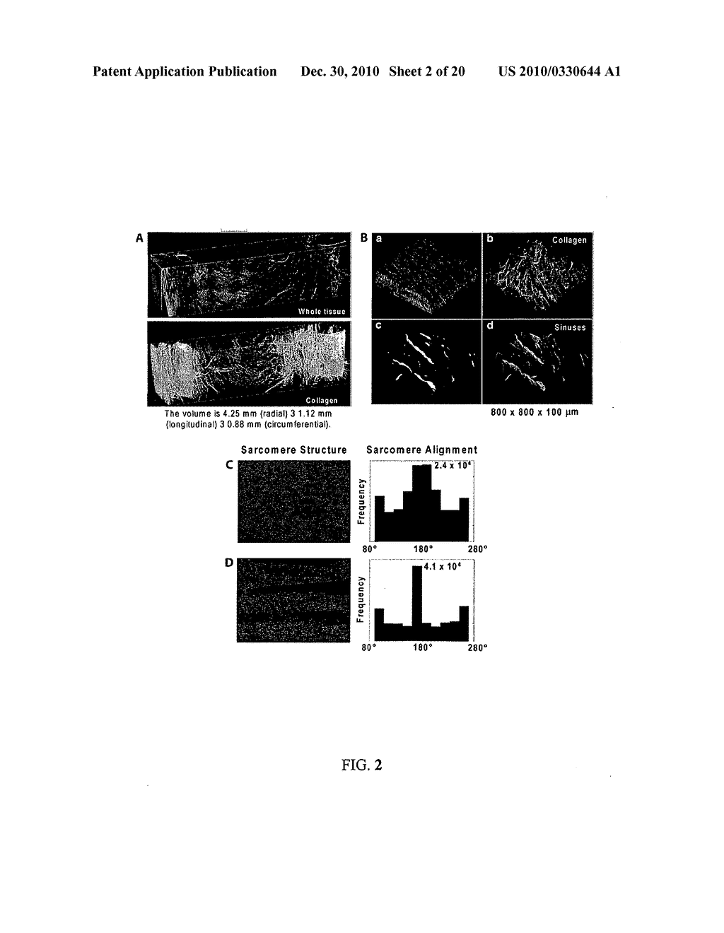 BOUNDARY CONDITIONS FOR THE ARRANGEMENT OF CELLS AND TISSUES - diagram, schematic, and image 03