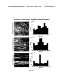 BOUNDARY CONDITIONS FOR THE ARRANGEMENT OF CELLS AND TISSUES diagram and image