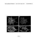 BOUNDARY CONDITIONS FOR THE ARRANGEMENT OF CELLS AND TISSUES diagram and image