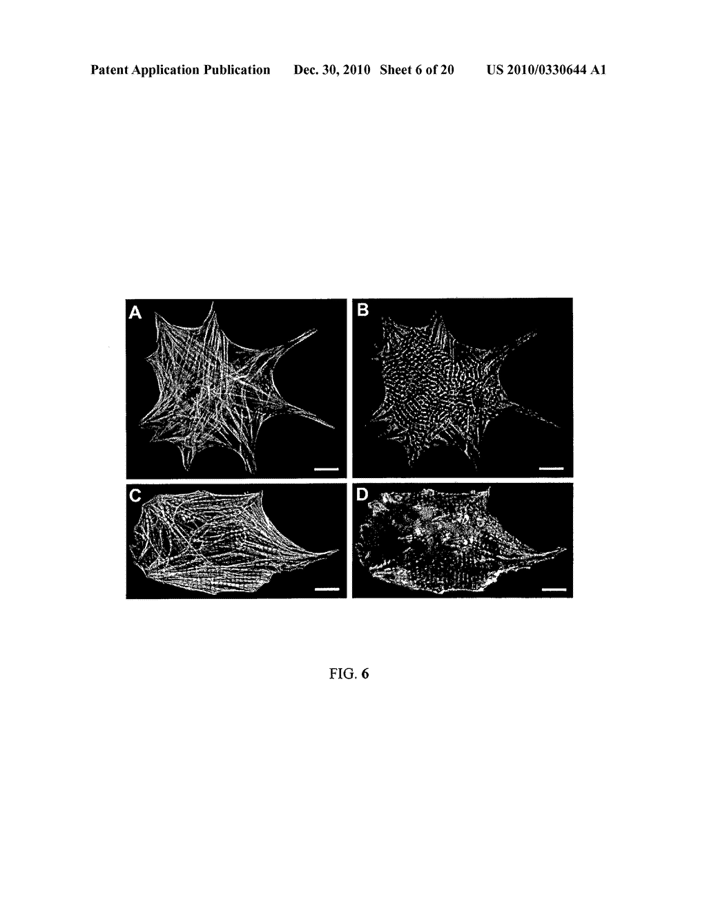 BOUNDARY CONDITIONS FOR THE ARRANGEMENT OF CELLS AND TISSUES - diagram, schematic, and image 07