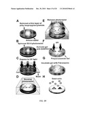 BOUNDARY CONDITIONS FOR THE ARRANGEMENT OF CELLS AND TISSUES diagram and image