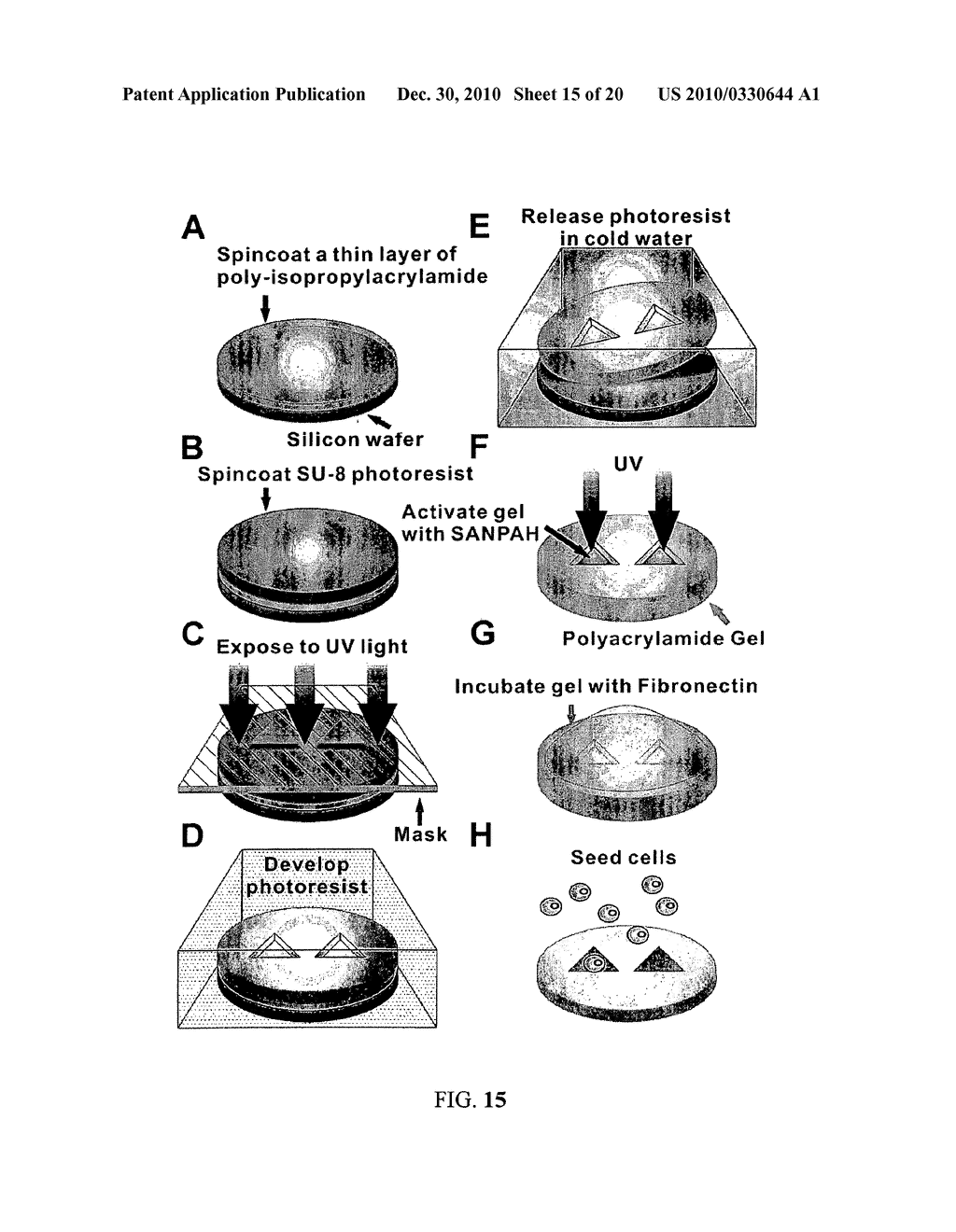 BOUNDARY CONDITIONS FOR THE ARRANGEMENT OF CELLS AND TISSUES - diagram, schematic, and image 16