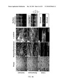 BOUNDARY CONDITIONS FOR THE ARRANGEMENT OF CELLS AND TISSUES diagram and image