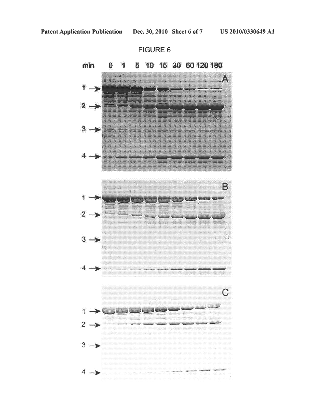 EXPRESSION SYSTEMS FOR FUNCTIONAL MEMBRANE POLYPEPTIDES - diagram, schematic, and image 07