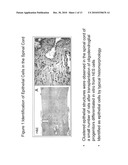 Differentiated Pluripotent Stem Cell Progeny Depleted of Extraneous Phenotypes diagram and image