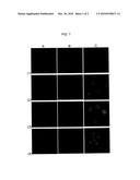 MOLECULAR TRANSPORTERS BASED ON SUGAR AND ITS ANALOGUES AND PROCESSES FOR THE PREPARATION THEREOF diagram and image