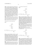 MOLECULAR TRANSPORTERS BASED ON SUGAR AND ITS ANALOGUES AND PROCESSES FOR THE PREPARATION THEREOF diagram and image