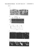 Improved Reprogramming of Mammalian Cells, and Cells Obtained diagram and image