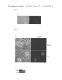 Improved Reprogramming of Mammalian Cells, and Cells Obtained diagram and image