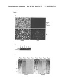 Improved Reprogramming of Mammalian Cells, and Cells Obtained diagram and image