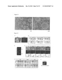 Improved Reprogramming of Mammalian Cells, and Cells Obtained diagram and image