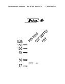 COMPLEXES OF TRPC DOMAINS AND SESTD1 DOMAINS AND METHODS AND USES INVOLVING THE SAME diagram and image