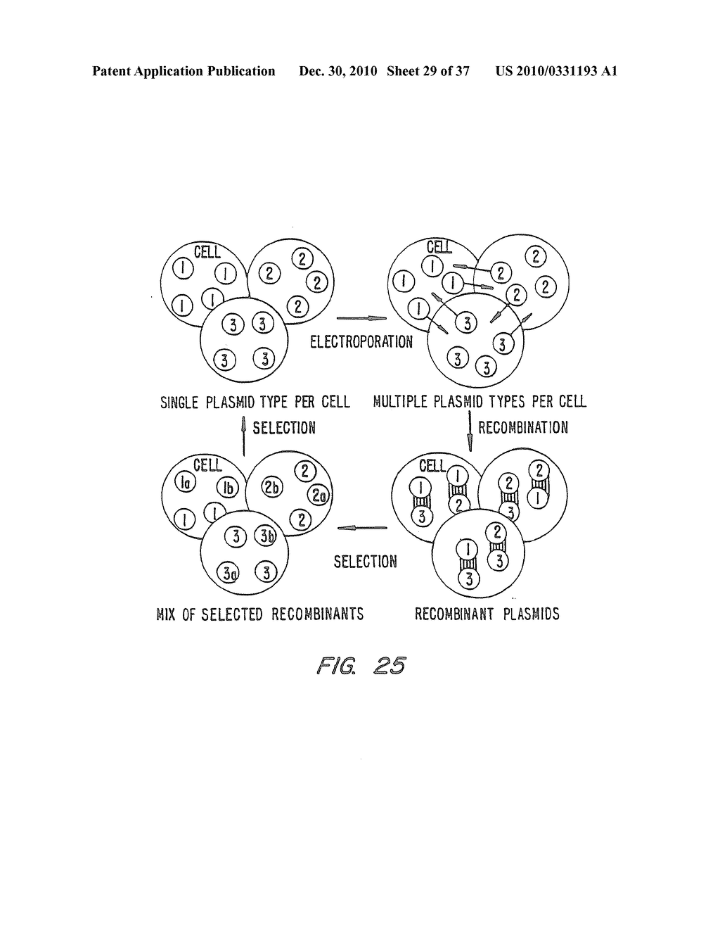 Methods for generating polynucleotides having desired characteristics by iterative selection and recombination - diagram, schematic, and image 30